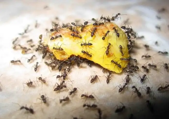 Διώξτε τα μυρμήγκια από το σπίτι μια για πάντα