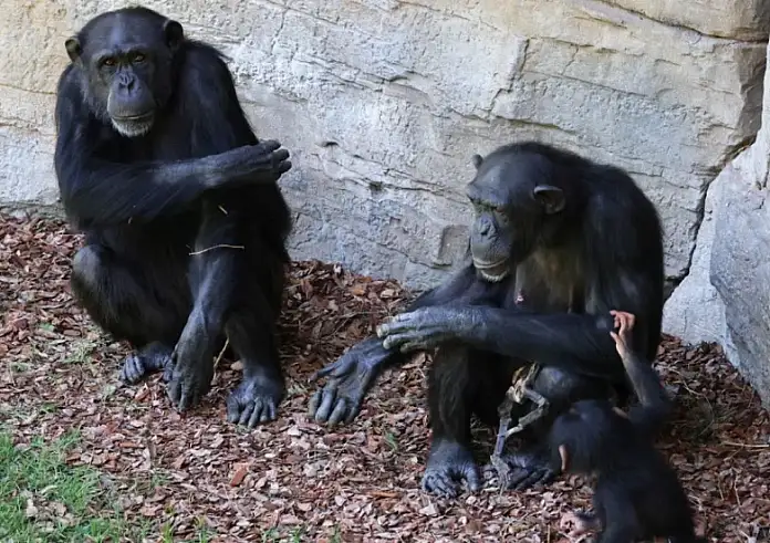 Συγκινητικό βίντεο: Χιμπατζίνα πενθεί για το νεκρό της μωρό και το κουβαλάει για μήνες στην αγκαλιά της