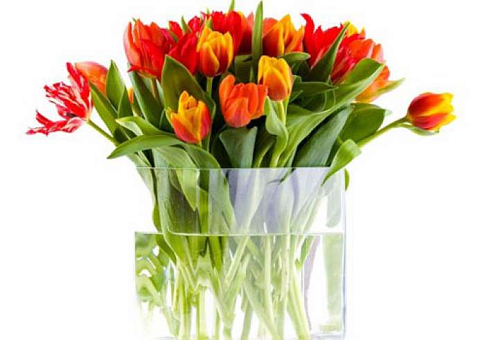 Κομμένα λουλούδια στο βάζο: Το υλικό που έχεις στην κουζίνα και θα τα διατηρήσει φρέσκα περισσότερο καιρό