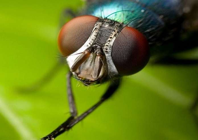 Απαλλαγείτε από τις μύγες στην βεράντα ή στον κήπο με ένα απλό και οικονομικό κόλπο