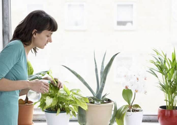 Φυσικά κλιματιστικά: 5 φυτά που θα δροσίσουν το σπίτι σου