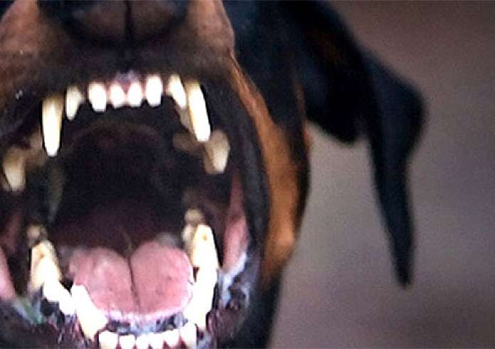 Θεσσαλονίκη: Σκύλος επιτέθηκε σε γυναίκα και κατασπάραξε το δικό της σκυλάκι