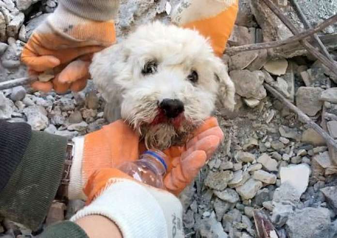 Σεισμός Τουρκία: Διασώστες απεγκλωβίζουν ζωντανό σκύλο ύστερα από 61 ώρες