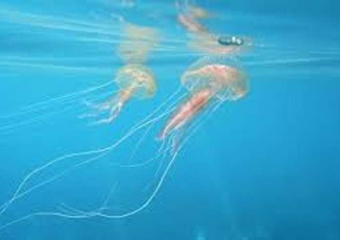 Σπάνιο φαινόμενο! Στρατιά από μέδουσες διασχίζει τα τρελά νερά της Χαλκίδας