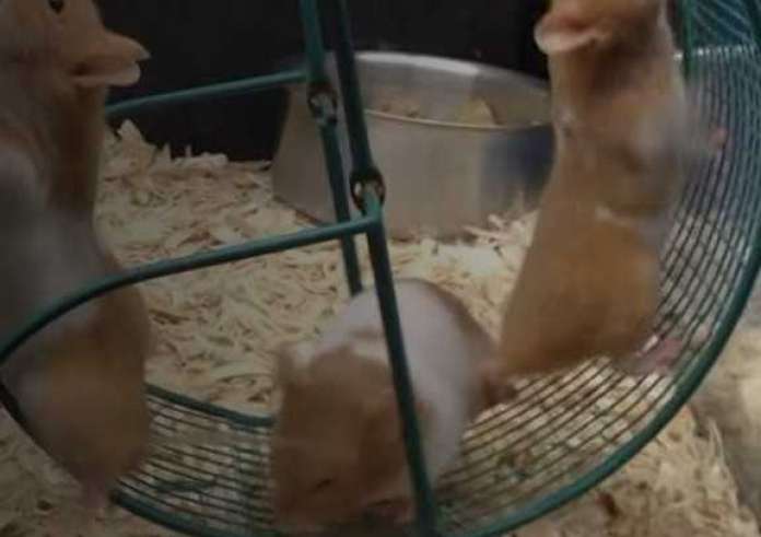 Γιατί τα χάμστερ τρέχουν σαν τρελά σε τροχούς; Πόσα χιλιόμετρα τρέχουν την ημέρα;