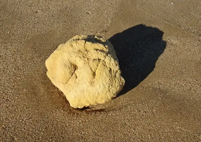 Έβγαλε το σκύλο βόλτα στη παραλία και βρήκε εμετό φάλαινας αξίας εκατομμυρίων