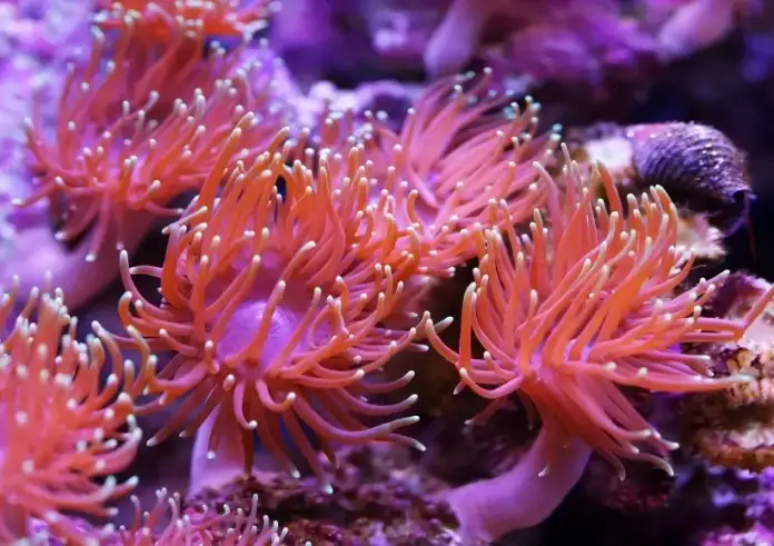 Χανιά: Αυξάνονται τα περιστατικά τσιμπημάτων από θαλάσσια ανεμώνη