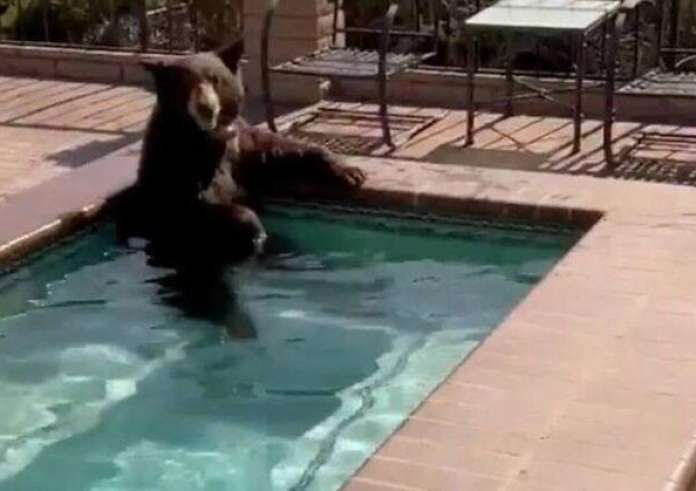 Καλιφόρνια: Αρκούδα μπήκε σε τζακούζι