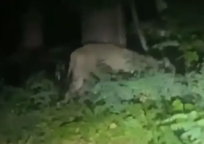 Βερολίνο: Λήξη συναγερμού για λιοντάρι που κυκλοφορούσε ελεύθερο - Ήταν αγριογούρουνο