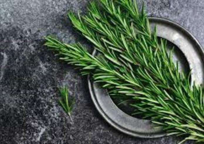 Το αντικαρκινικό αρωματικό βότανο που ανακουφίζει τον πόνο και βελτιώνει τη μνήμη