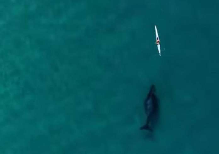 Αθλητής καγιάκ έκανε προπόνηση παρέα με μια τεράστια φάλαινα!