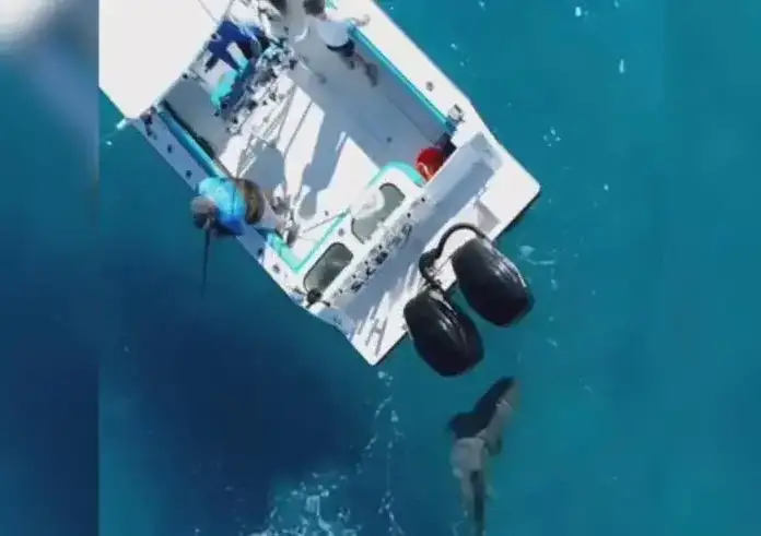 Βίντεο: Καρχαρίας επιτέθηκε 8 φορές σε σκάφος – Η βάρκα έτρεμε