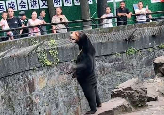 Κίνα: Ζωολογικός κήπος διαψεύδει ότι οι αρκούδες της είναι άνθρωποι με στολές