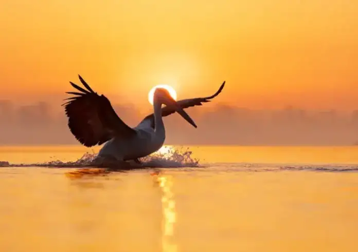 Λίμνη Κερκίνης: Ένας από τους σημαντικότερους τουριστικούς προορισμούς στις Σέρρες