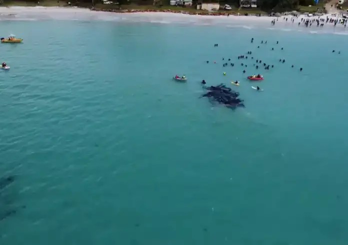 Αυστραλία: Μαυροδέλφινα εξώκειλαν σε ακτή – Πέθαναν πάνω από 50