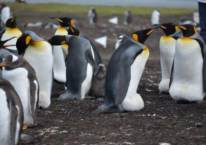 Oυρουγουάη: Ανεξήγητος θάνατος σχεδόν 2.000 πιγκουίνων