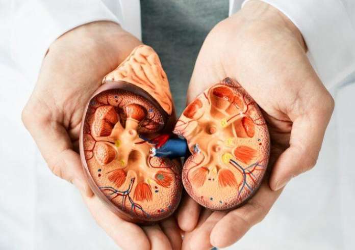 Πόσο κοστίζει ένα νεφρό; Eρώτημα που έρχεται στις πρώτες θέσεις σε ερωτήματα στην google