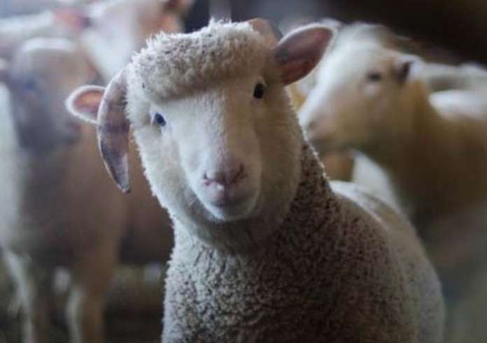 ΟΠΕΚΕΠΕ: Νέα στοιχεία για το σκάνδαλο με τις επιδοτήσεις