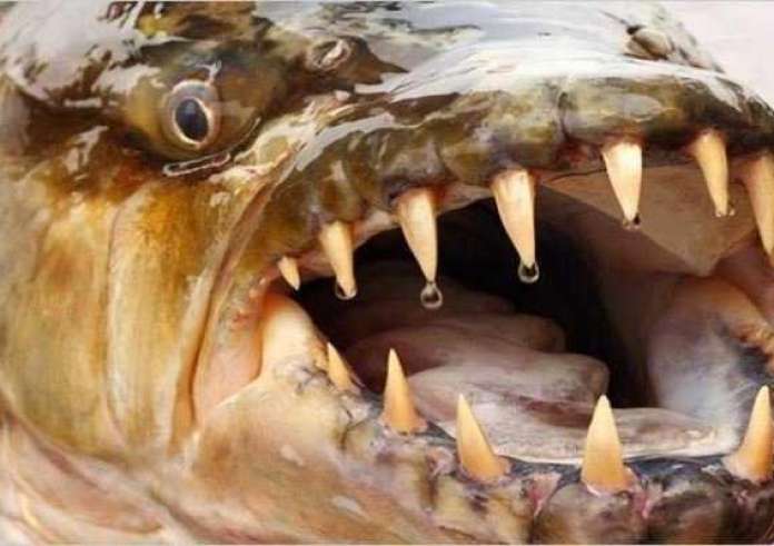 Εντυπωσιακά θανάσιμο: Κοπάδι πιράνχας κατασπαράζει ό,τι κινείται