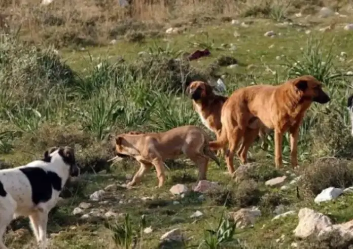 Τραγωδία στη Λάρισα: Νεκρή 70χρονη που την κατασπάραξαν τα σκυλιά της στην αυλή της