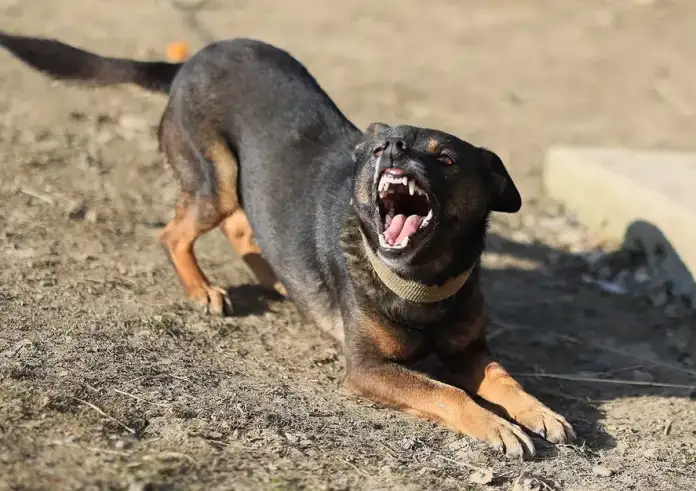 Συνελήφθη ο γιος της 70χρονης που κατασπαράχτηκε από σκυλιά στον Τύρναβο