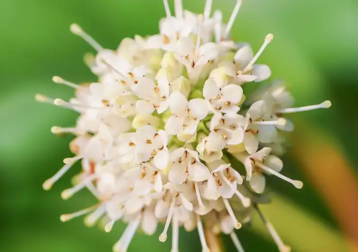 Βαλεριάνα: Ένα φυσικό καταπραϋντικό για την υγεία και την ευεξία