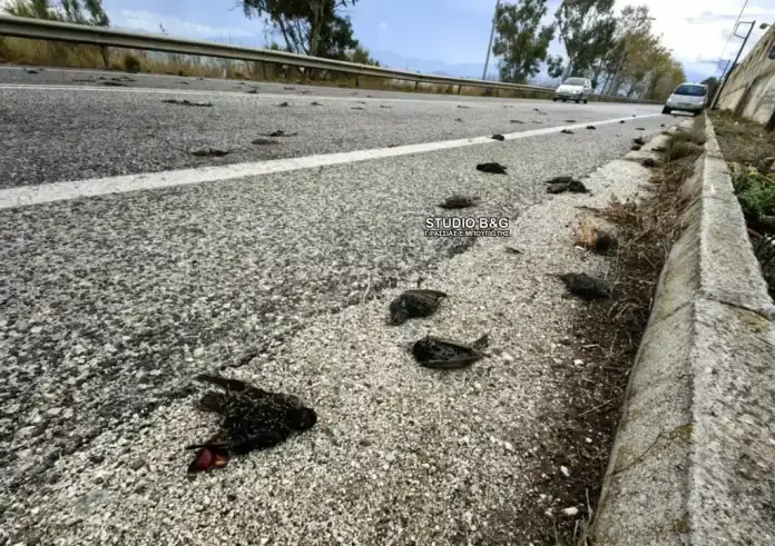 Σοκ και αποτροπιασμός: Εκατοντάδες νεκρά πουλιά στην παραλιακή οδό Ναυπλίου – Νέας Κίου στην Αργολίδα