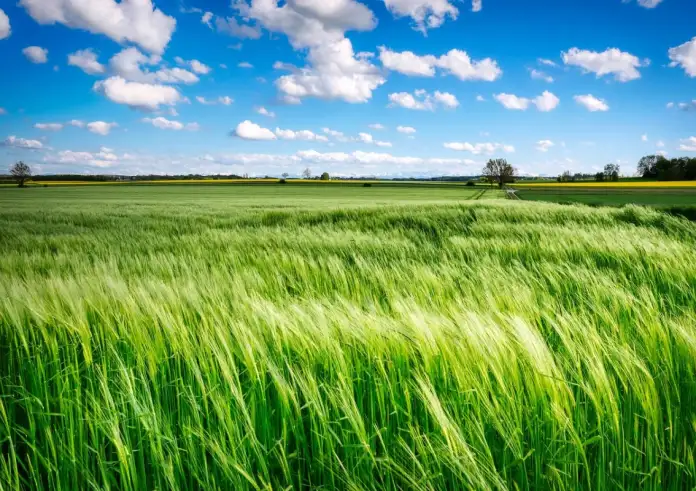 Ακαθάριστα οικόπεδα: Τρόπος επιβολής προστίμων και διενέργειας ελέγχων