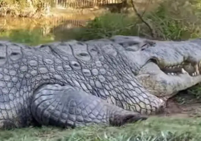 Ο γηραιότερος κροκόδειλος του κόσμου έγινε 124 ετών - Έχει πάνω από 10.000 απογόνους