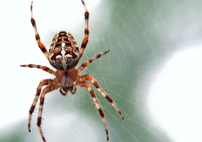 Πύργος: Τσίμπημα από καφέ αράχνη «βλέπουν» οι γιατροί πίσω από τον θάνατο του 48χρονου – «Δεν υπάρχει αντίδοτο»