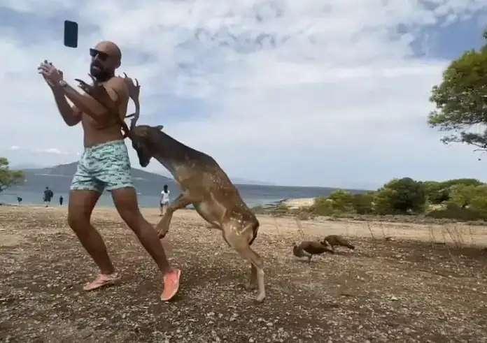 Αίγινα: Ελάφι επιτέθηκε σε τουρίστα που πήγε να βγάλει selfie και του έσπασε μερικά πλευρά