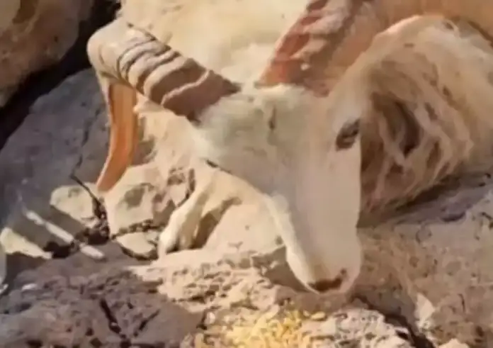 Άφησαν κοπάδι από αιγοπρόβατα στη βραχονησίδα Μάκρη χωρίς νερό και τροφή – Πέθαναν 25 ζώα