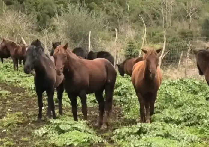 Μυτιλήνη: Σοκάρει το βίντεο της σύγκρουσης του αυτοκινήτου των νεαρών με αγέλη αλόγων