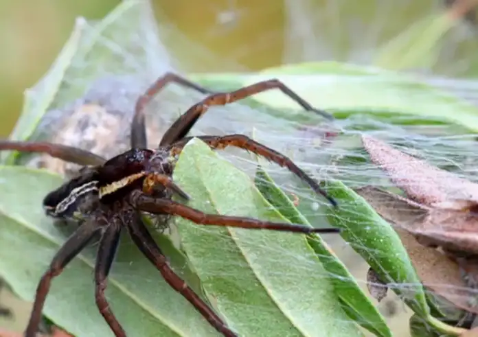 Πώς ο 48χρονος πέθανε από το τσίμπημα αράχνης – Το δηλητήριο πηγαίνει στο αίμα και προκαλεί διαταραχές στο αυτόνομο νευρικό σύστημα