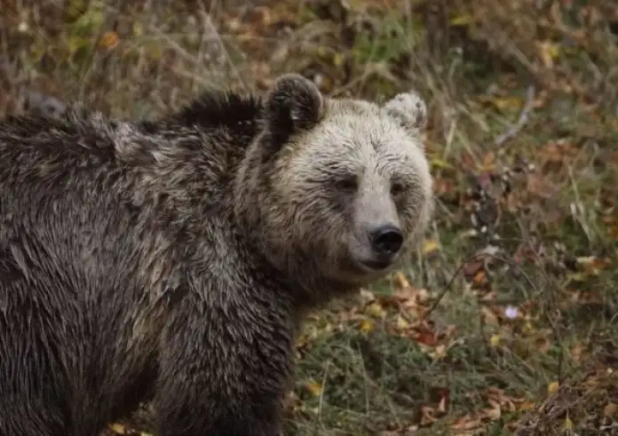 Αρκούδα κυκλοφορεί ελεύθερη στο Τσεπέλοβο Ζαγορίου - Ανησυχία στους κατοίκους