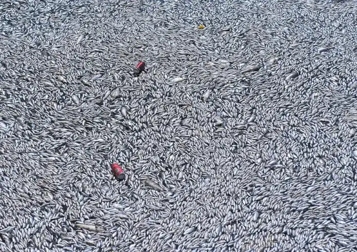 Σε κατάσταση έκτακτης ανάγκης ο Βόλος για τα νεκρά ψάρια στον Παγασητικό