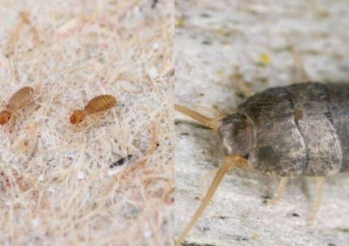 Καμπανάκι ειδικών για την αύξηση των ασθενειών από έντομα σε όλο τον κόσμο