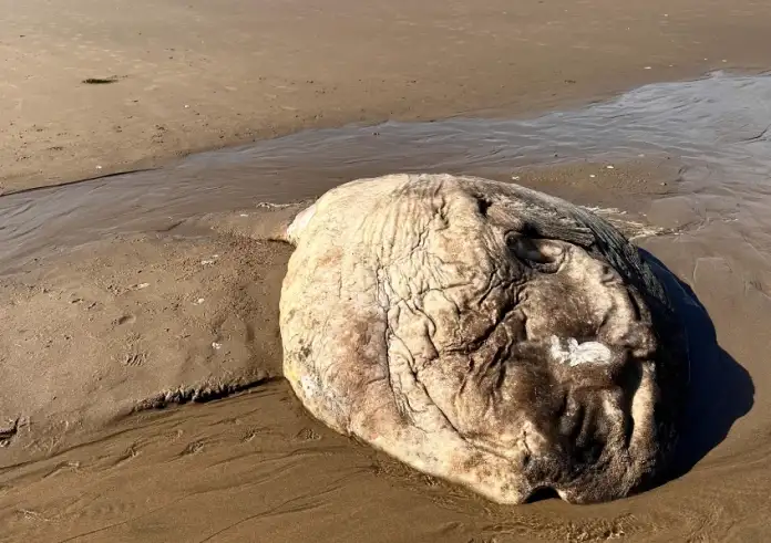 «Εξωγήινο» πλάσμα ξεβράστηκε σε ακτή του Όρεγκον και προκάλεσε αναστάτωση