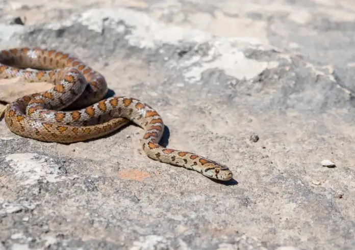 Πάτρα: Μεγάλο φίδι κολυμπούσε δίπλα σε λουόμενους