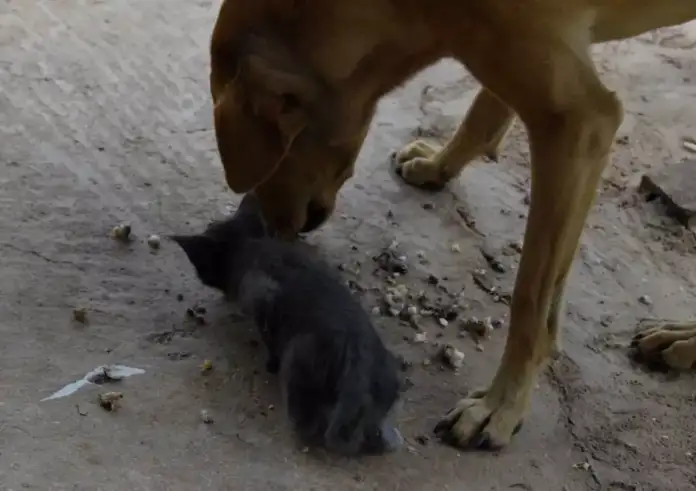 Μαγνησία: Σκότωσαν με φόλες 10 σκυλιά και γάτες στην Κερασιά