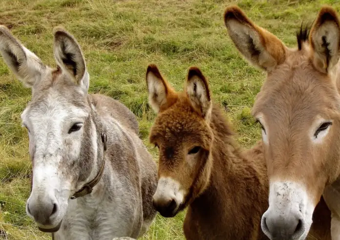 7 Πράγματα που δεν γνωρίζατε για τα υπέροχα γαϊδουράκια