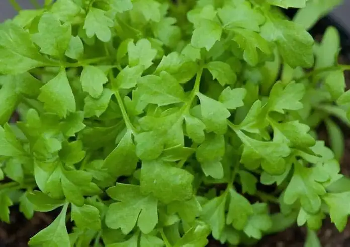 Αυτό είναι το νούμερο ένα μπαχαρικό για καλύτερη πέψη, αναπνοή και αρτηριακή πίεση