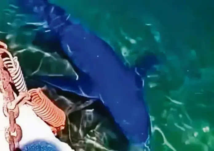 Τι έφερε τους γαλάζιους καρχαρίες σε Γλυφάδα και Βόλο - Τι πρέπει να κάνουν οι λουόμενοι