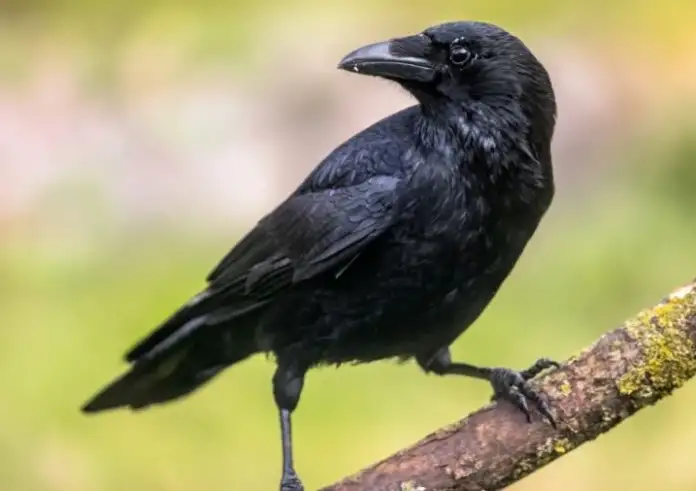 Μάθε πώς βγήκε η φράση «κοράκιασα από τη δίψα»