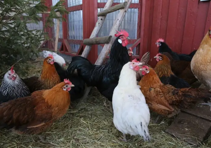 Βόλος: Συνταξιούχος ζει 7 μήνες σε κοτέτσι για να μην έχει επαφή με την σύζυγό του και την κόρη του