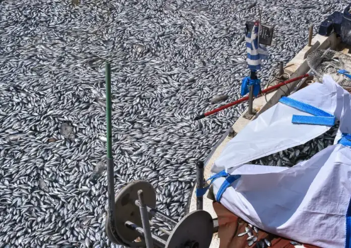 Βόλος: Ειδικός μίλησε για τα νεκρά ψάρια στο Βόλο και την πιθανότητα μόλυνσης του υδροφόρου ορίζοντα