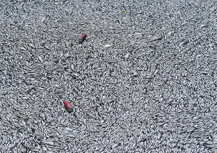 Περιφερειάρχης Θεσσαλίας: Αν χρειαστεί, θα γίνει ταφή των νεκρών ψαριών στον Βόλο