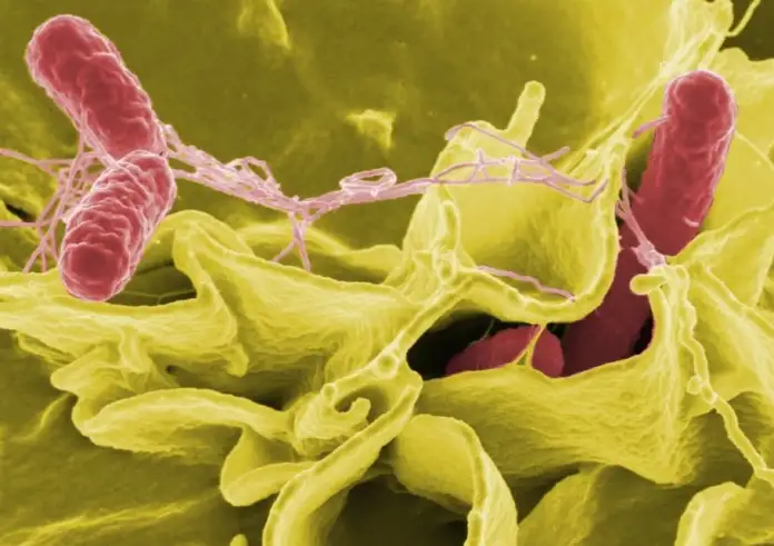 Συναγερμός στον ΠΟΥ για υπερβακτήριο που εξαπλώνεται σε όλο τον κόσμο - Προκαλεί σοβαρές λοιμώξεις