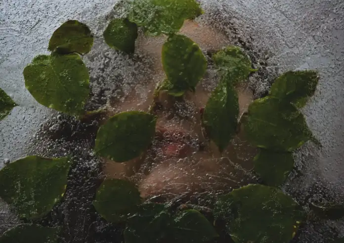 Μια γυναίκα θυσιάστηκε και πάγωσε για 500 χρόνια – Οι επιστήμονες μόλις αποκάλυψαν το πρόσωπό της