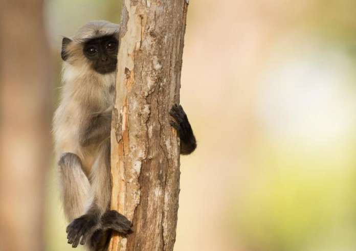 Ινδία: Τραγικό τέλος είχε ένα 10χρονο όταν πίθηκος του επιτέθηκε